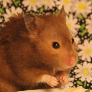 Meet your Posher, Angelina